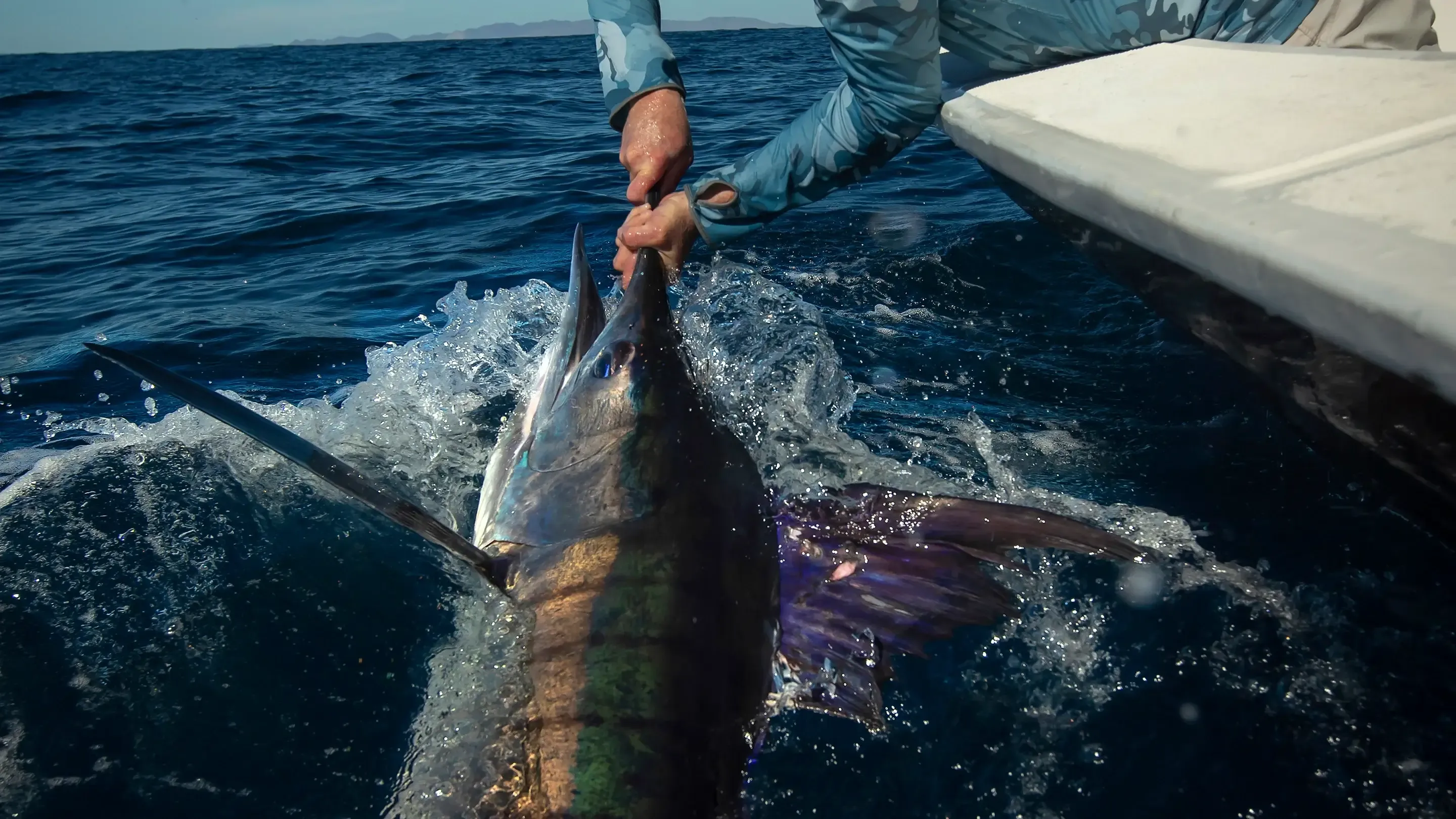Large blue marlin at boatside in deep Caribbean water south of Placencia, Belize — the premier trophy species in southern Belizean waters