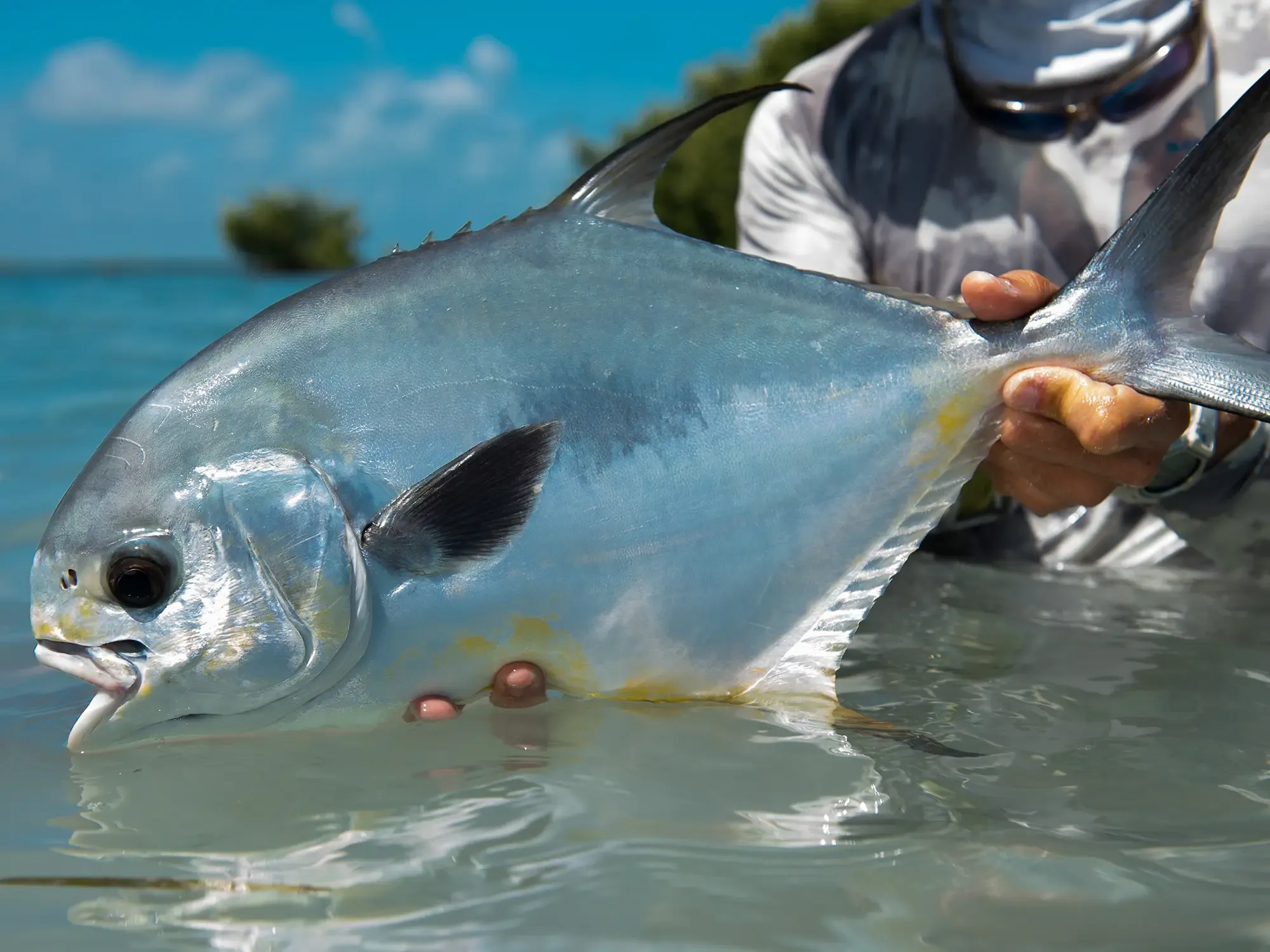 Fly angler wading the shallow flats near Placencia, Belize, casting to a tailing permit on foot
